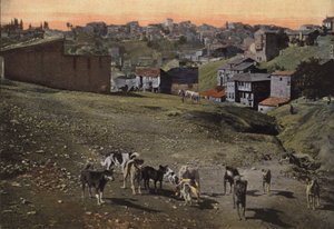 Dogs in Constantinople